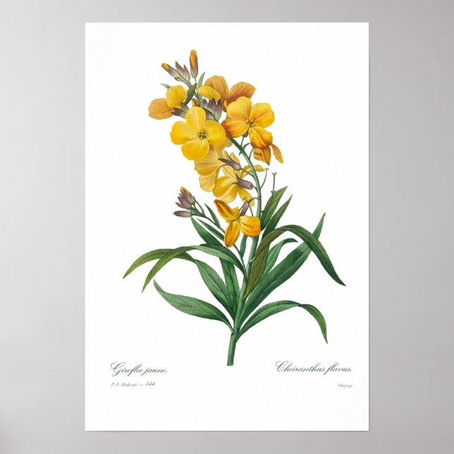 Gult Wallblomma Poster (Framsidan)