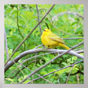 Gult Warbler i Träd Poster