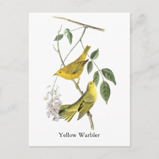 Gult Warbler, John Audubon Vykort