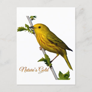 Gult Warbler "Naturens Guld", tryckt bildkort Helg Vykort