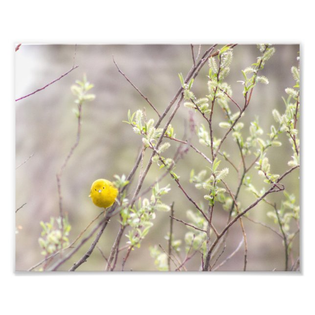 Gult Warbler Photography Print Fototryck (Framsidan)