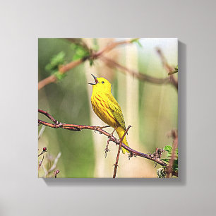 Gult Warbler Singing Canvastryck