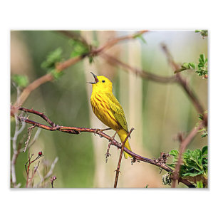 Gult Warbler Singing Fototryck