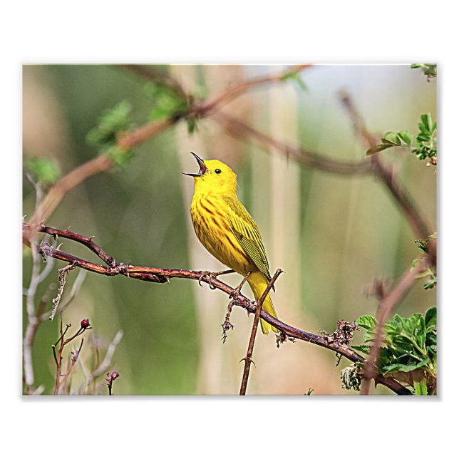 Gult Warbler Singing Fototryck (Framsidan)