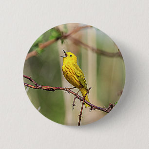 Gult Warbler Singing Knapp