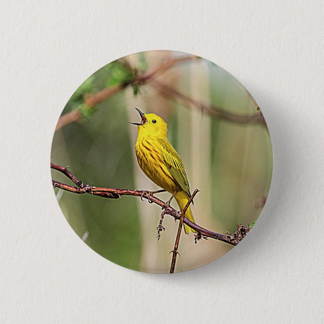 Gult Warbler Singing Knapp (Framsida)