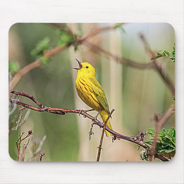 Gult Warbler Singing Musmatta (Framsidan)