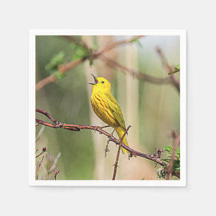 Gult Warbler Singing Pappersservett