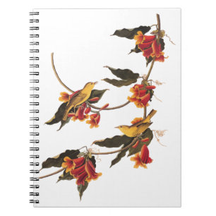 Gult Warbler Songbird on Blommar Crossvine Anteckningsbok