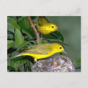 Gult Warblers par med unga Vykort