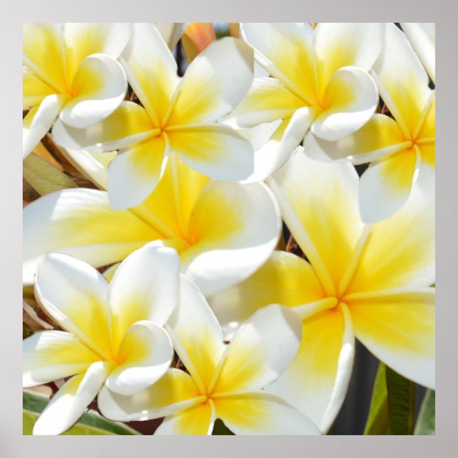Gult White Frangipani Bouquet Poster (Framsidan)
