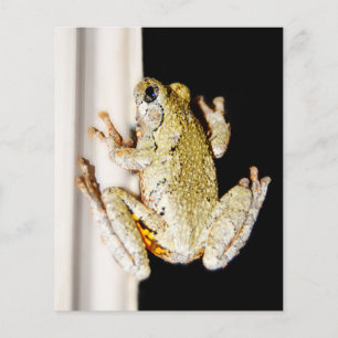 Gult White Träd Frog