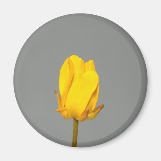 Gult Wildblomma Magnet (Framsidan)