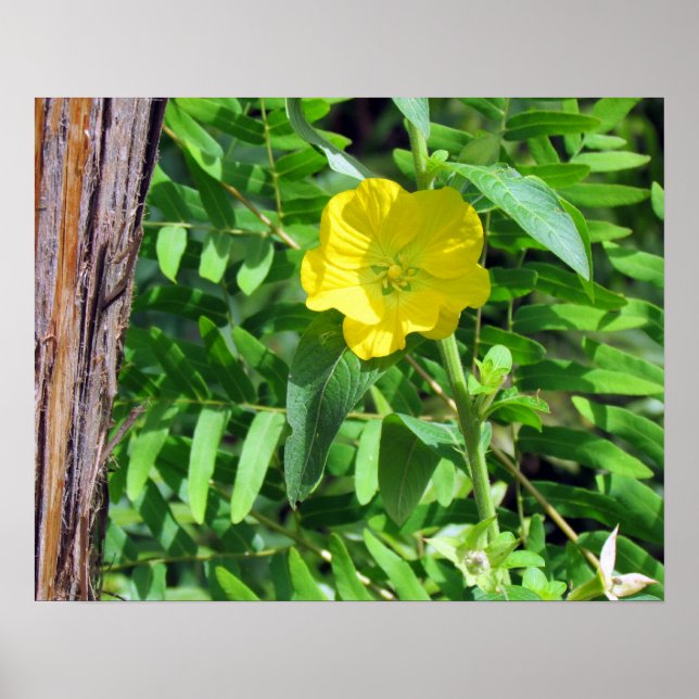 Gult Wildblomma Poster (Framsidan)