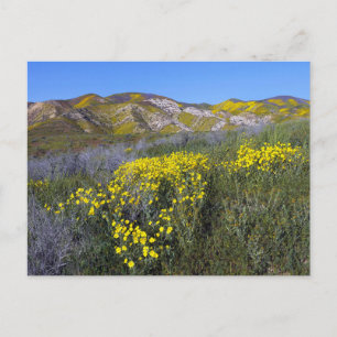 Gult Wildblomme Fält liggande Vykort