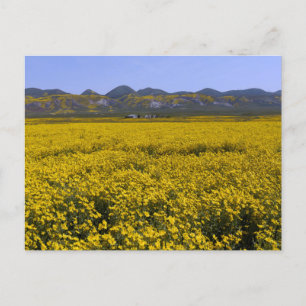 Gult Wildblomme Fält liggande Vykort