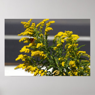 Gult Wildblommor med Butterfly Poster