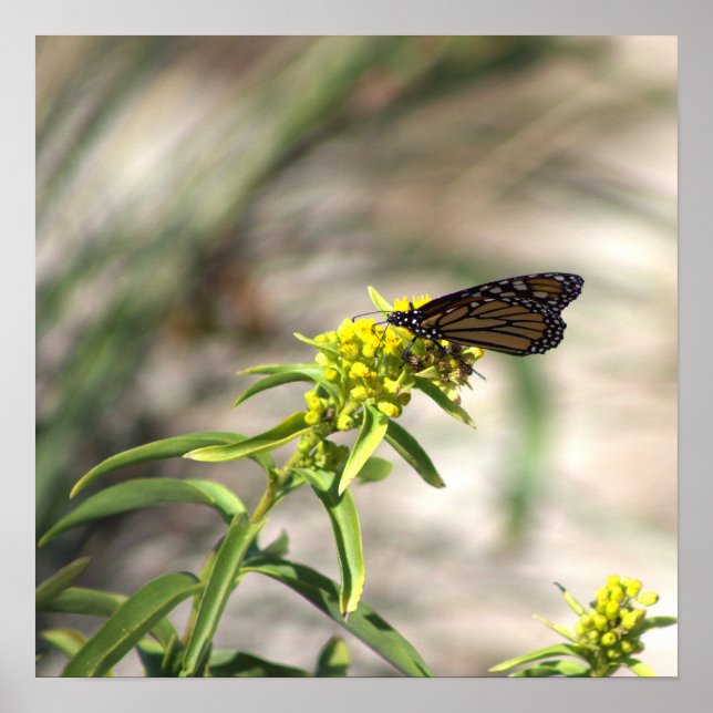 Gult Wildblommor med Butterfly Poster (Framsidan)