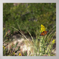Gult Wildblommor med Butterfly Poster