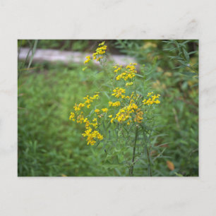 Gult Wildblommor Postcard Vykort