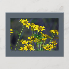 Gult Wildblommor Postcard Vykort