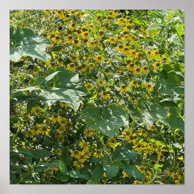 Gult Wildblommor Poster (Framsidan)