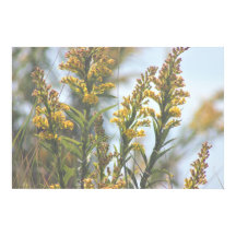 Gult Wildblommor Poster