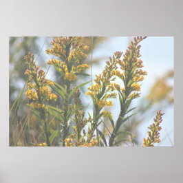 Gult Wildblommor Poster