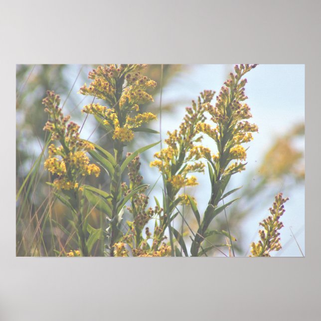 Gult Wildblommor Poster (Framsidan)