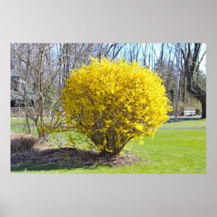 Gult Wisteria Bush Poster