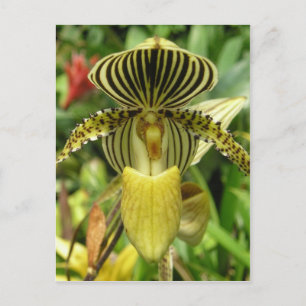 Gult Zebra ränder Orchid Vykort