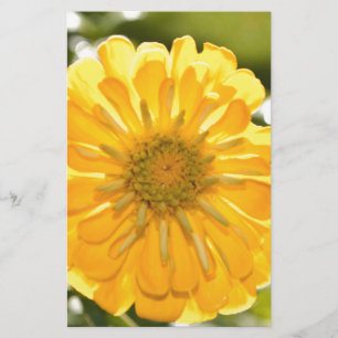 Gult-zink, gult-daisy, gult-blomma
