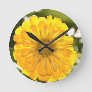 Gult-zink, gult-daisy, gult-blomma rund klocka