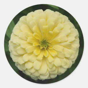Gult Zinnia Flower Round Stickers Runt Klistermärke