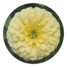 Gult Zinnia Flower Round Stickers