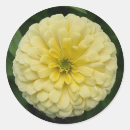 Gult Zinnia Flower Round Stickers Runt Klistermärke