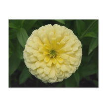 Gult Zinnia Flower vycard