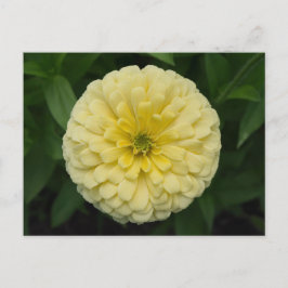 Gult Zinnia Flower vycard Vykort