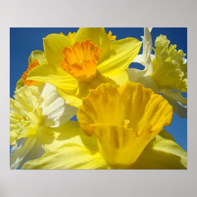 Gulten Daffodils för botaniska utskrifter av bildk Poster (Framsidan)