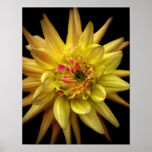 Gulten Dahlia Corona Poster
