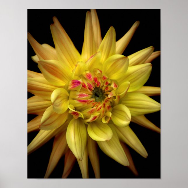 Gulten Dahlia Corona Poster (Framsidan)