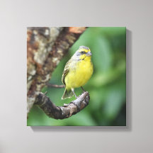 Gulten Fonted Canary Perched on a Träd Gren