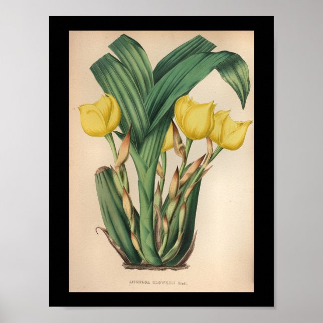 Gulten Gammal Vintage Orchid Flower Print Poster (Framsidan)