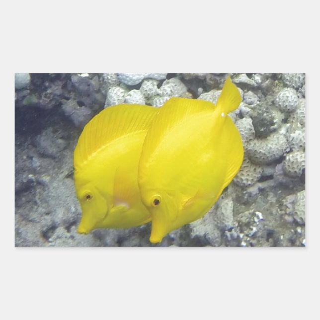Gulten Tang Fish Rektangulärt Klistermärke (Framsida)