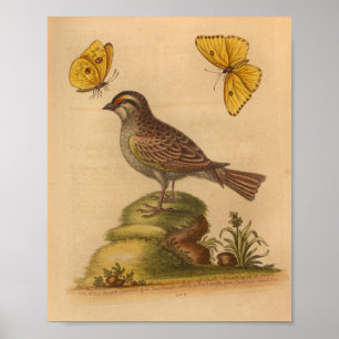 Gulten vintage Bird Brown Butterflies Skriv ut Poster
