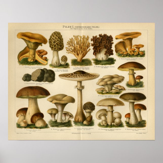 Gulten vintage svamprum Pilze Variability Brunt ut Poster (Framsidan)