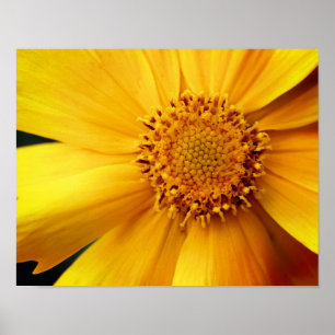 Gultens Daisy, blommor och centerstängning Poster