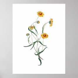 Gultens Daisy FLOMSKYDD Vintage Botaniskt Illustra Poster