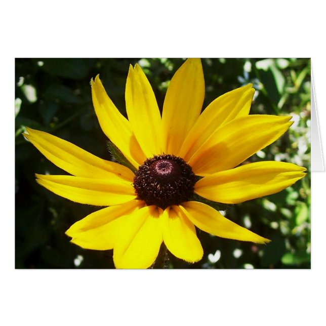 Gultens Daisy Hälsningskort (Framsidan Horizontal)