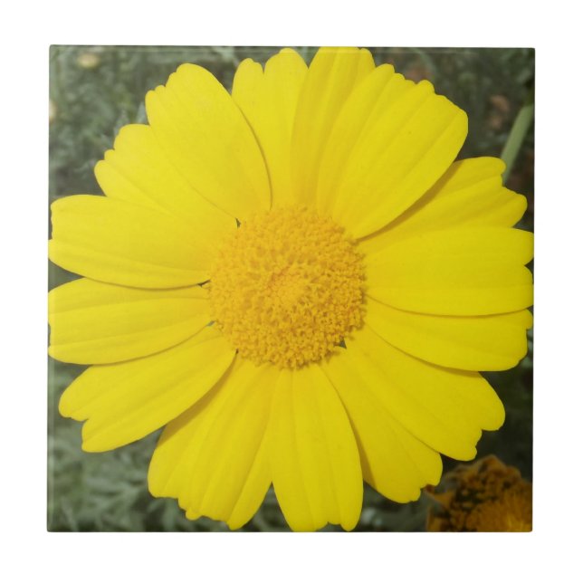 Gultens Daisy Kakelplatta (Framsidan)